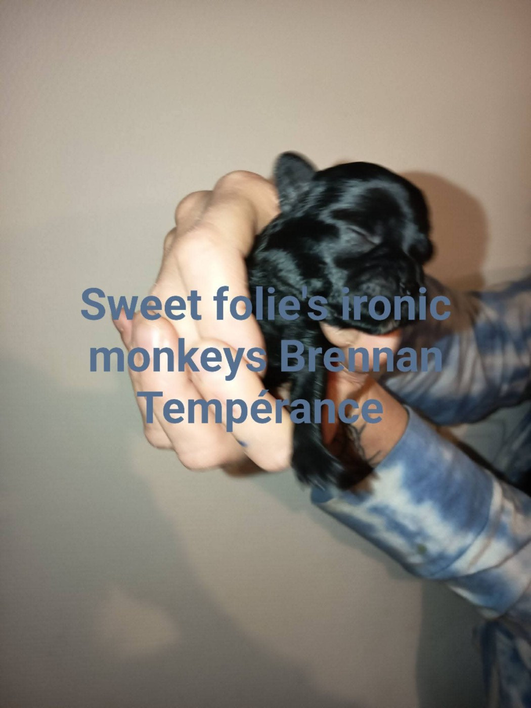 Sweet Folie's Ironic Monkeys - Chiots disponibles - Affenpinscher