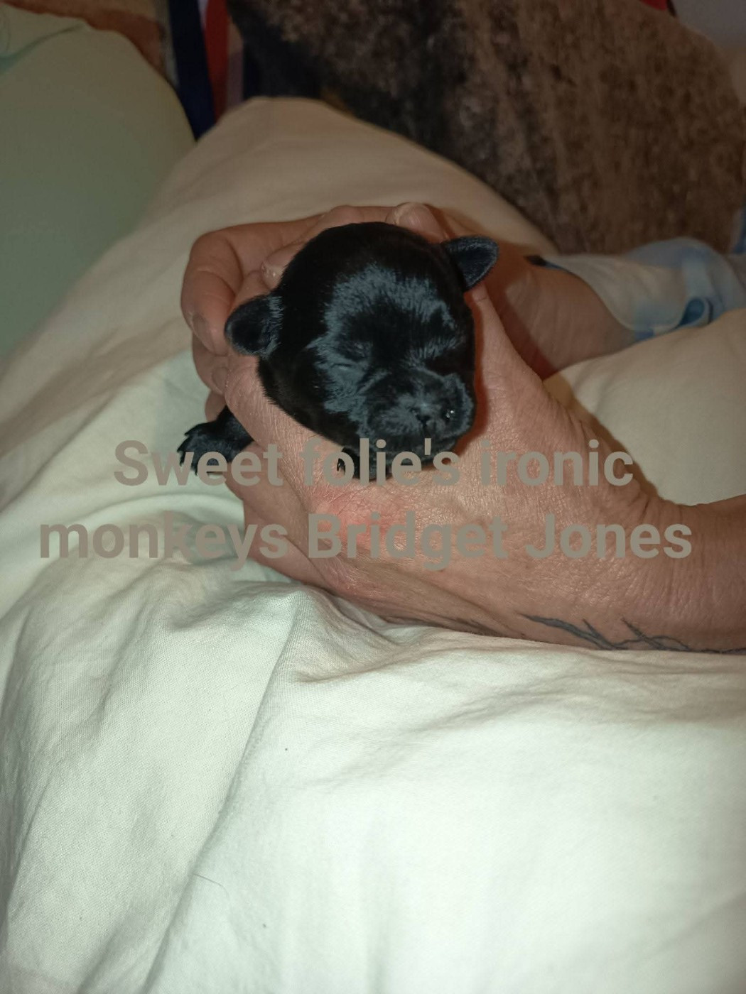 Sweet Folie's Ironic Monkeys - Chiots disponibles - Affenpinscher