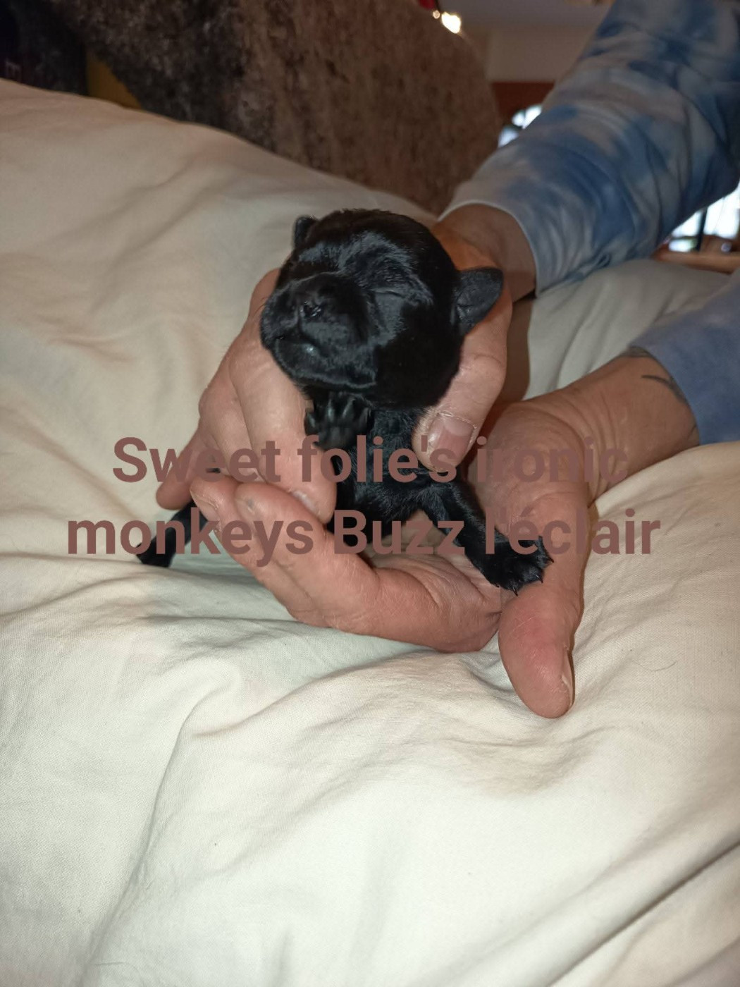 Sweet Folie's Ironic Monkeys - Chiots disponibles - Affenpinscher