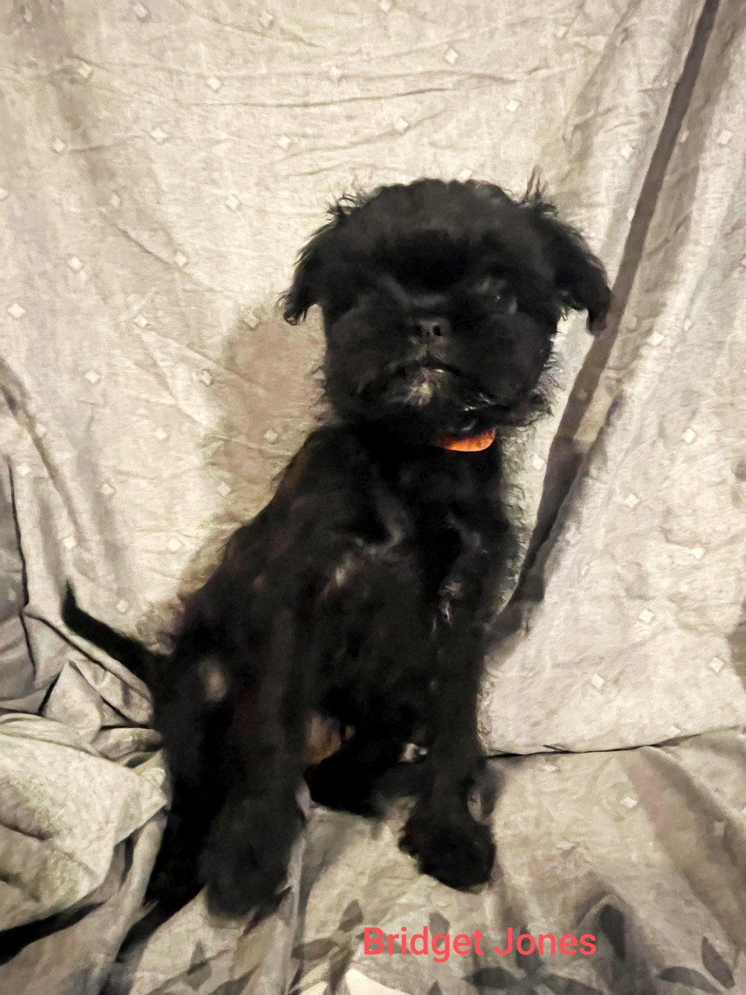 Sweet Folie's Ironic Monkeys - Chiots disponibles - Affenpinscher