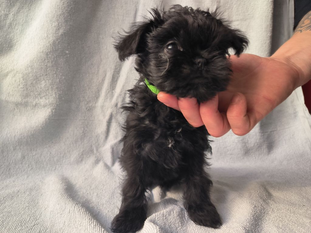 Sweet Folie's Ironic Monkeys - Chiots disponibles - Affenpinscher