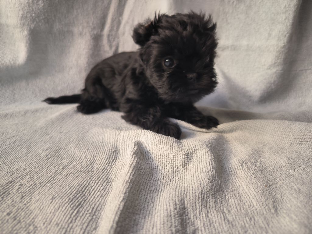 Sweet Folie's Ironic Monkeys - Chiots disponibles - Affenpinscher