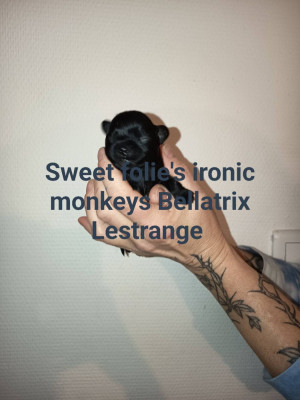 bellatrix Lestrange