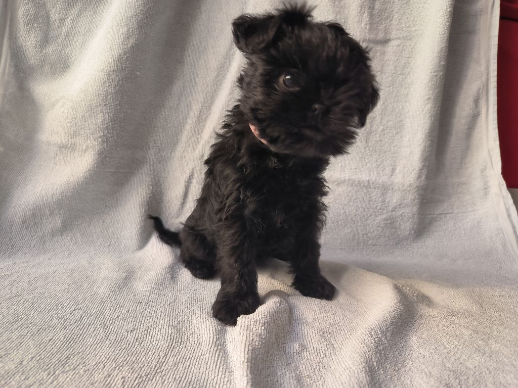 Sweet Folie's Ironic Monkeys - Chiots disponibles - Affenpinscher