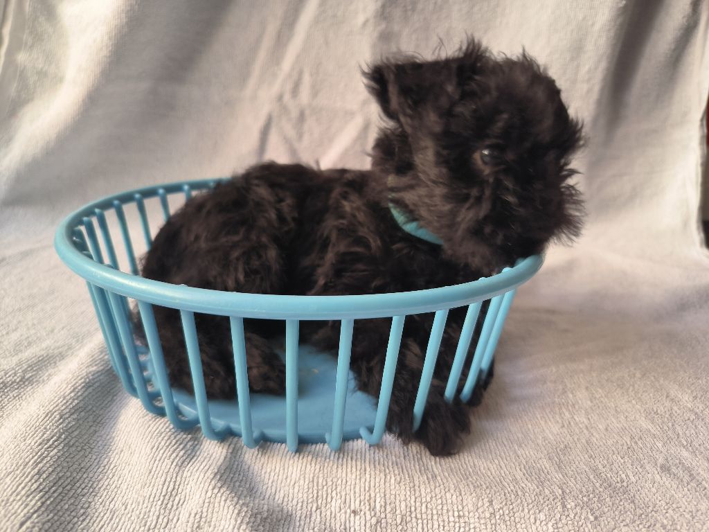 Sweet Folie's Ironic Monkeys - Chiots disponibles - Affenpinscher