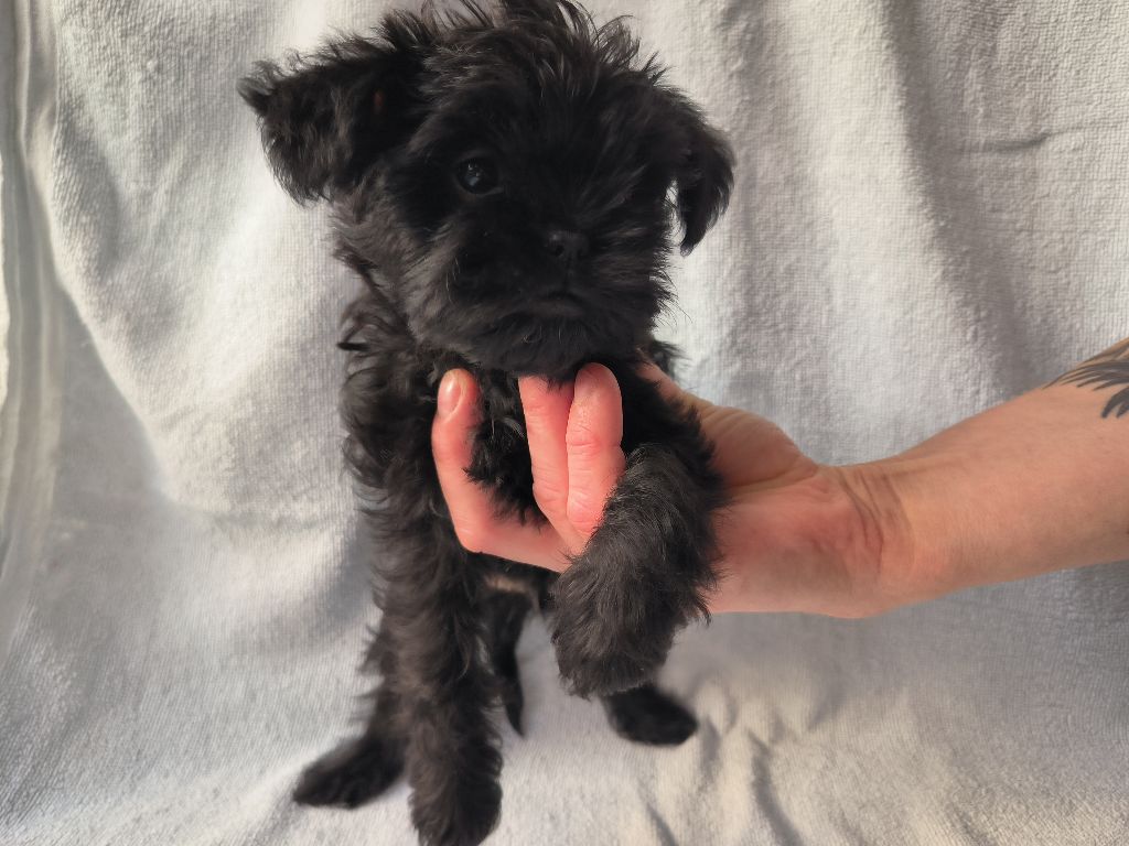 Sweet Folie's Ironic Monkeys - Chiots disponibles - Affenpinscher